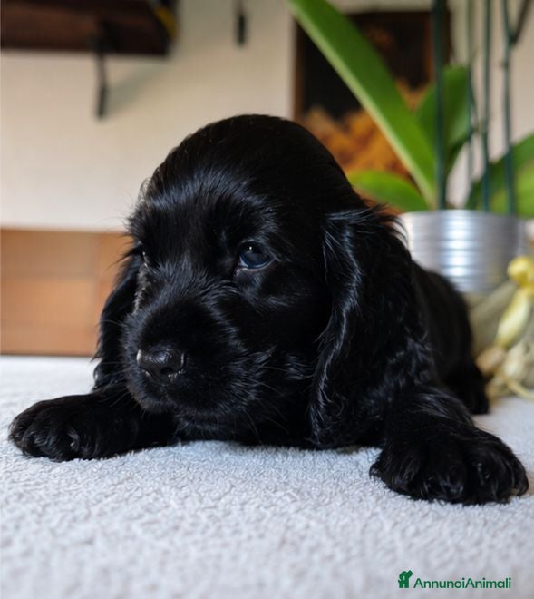 Cocker cani Cuccioli di Cocker Spaniel Inglese  - Annuncio 1