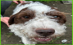 Lagotto cani in regalo: URGENTISSIMO! FORLI' GIOVANE CAGNOLINO CON UNA BRU a Città metropolitana di Milano - Immagine 9