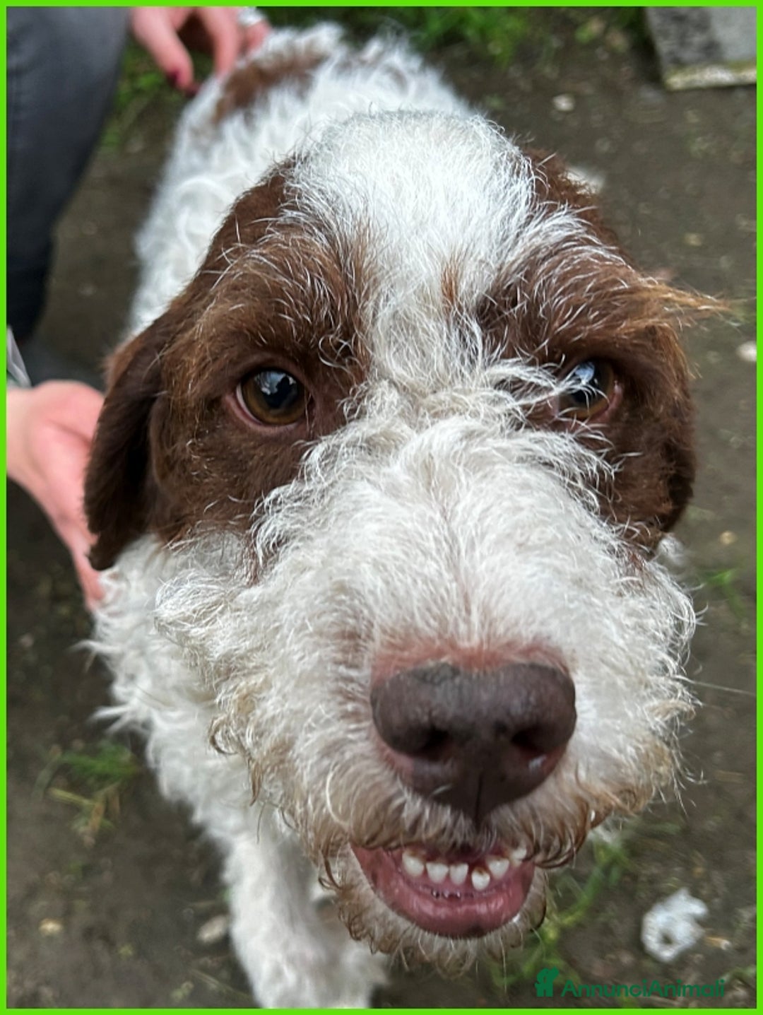 Lagotto cani in regalo: URGENTISSIMO! FORLI' GIOVANE CAGNOLINO CON UNA BRU a Città metropolitana di Milano - Immagine 9