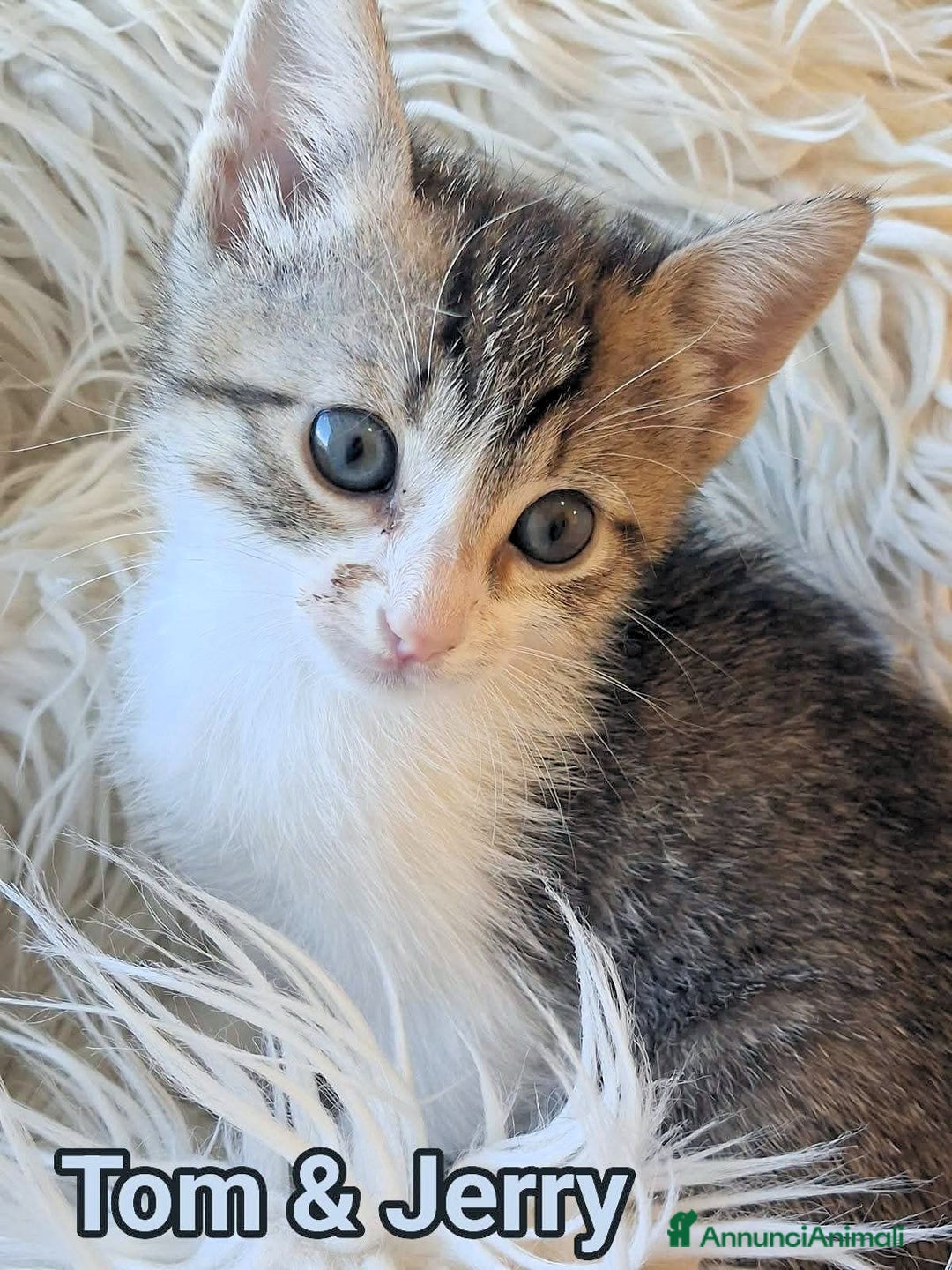 Europeo gatti in regalo: 𝗖'𝗲' 𝗻𝗲𝘀𝘀𝘂𝗻𝗼 𝗽𝗲𝗿 𝗻𝗼𝗶? - Annuncio 2