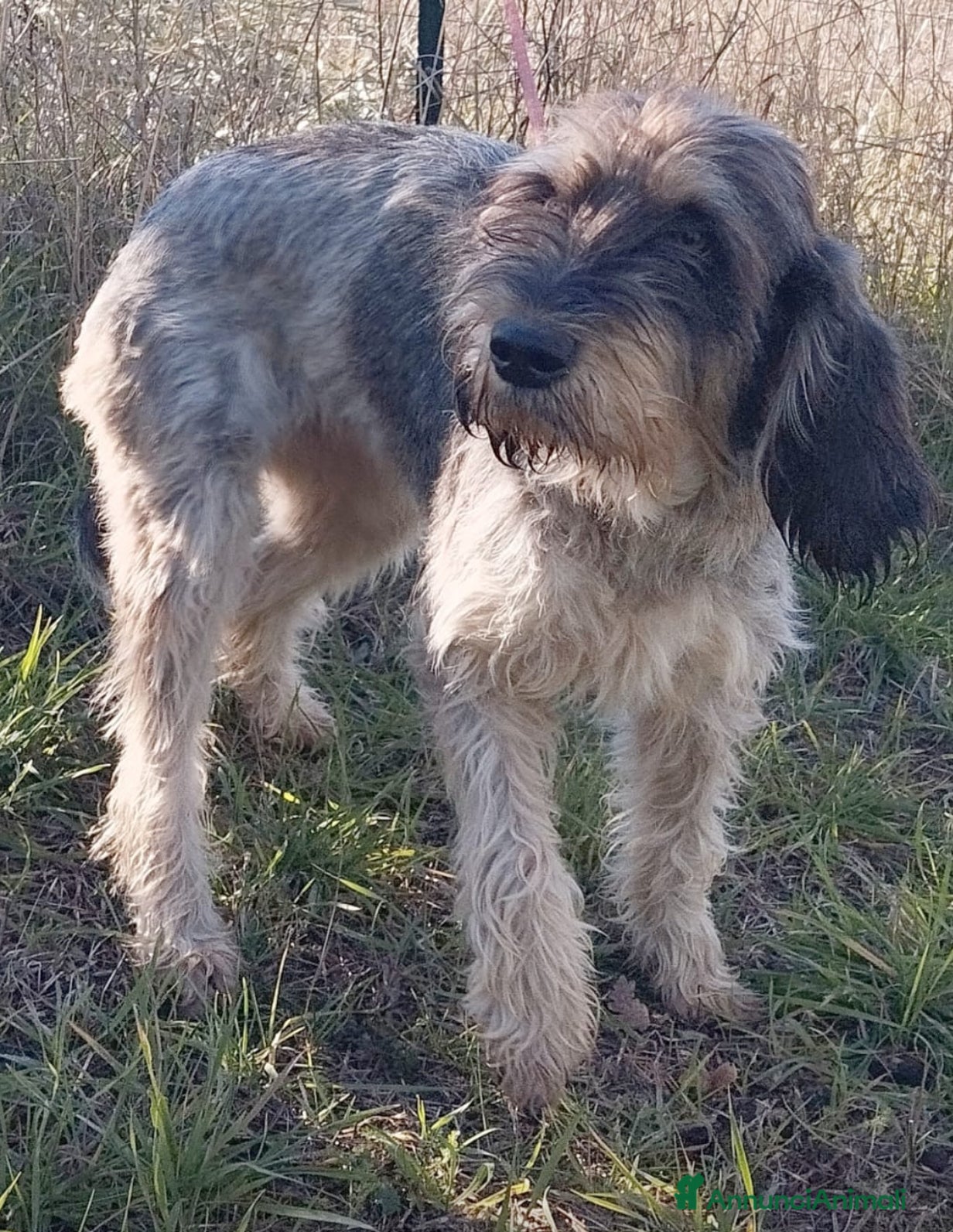 Griffon Nivernais cani Simil segugia un anno 18kg socievole - Annuncio 2