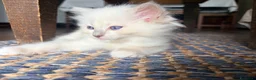 Ragdoll gatti in vendita: Cucciolo ragdoll blue mitted Bleach - Annuncio 9