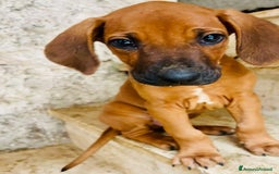 Rhodesian Ridgeback cani in vendita: Cuccioli pronti ad essere accolti  - Immagine 12