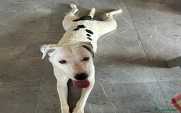 Meticcio cani in regalo: PIMPA  a Provincia di Padova - Annuncio 1