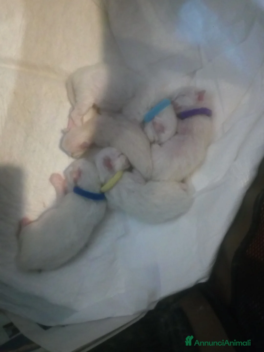 Ragdoll gatti in vendita: Cuccioli ragdolls altissima genealogia - Annuncio 3