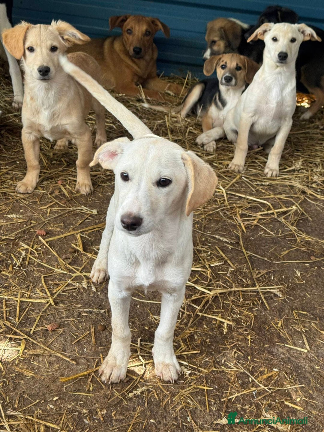Meticcio cani in regalo: 6 CUCCIOLI NANETTI cercano coccole! - Annuncio 2