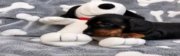 Bassotto cani in vendita: bassotto tedesco cucciolo a Città metropolitana di Milano - Annuncio 2