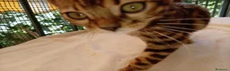 Bengala gatti in vendita: Cuccioli di gatto del Bengala  - Annuncio 3