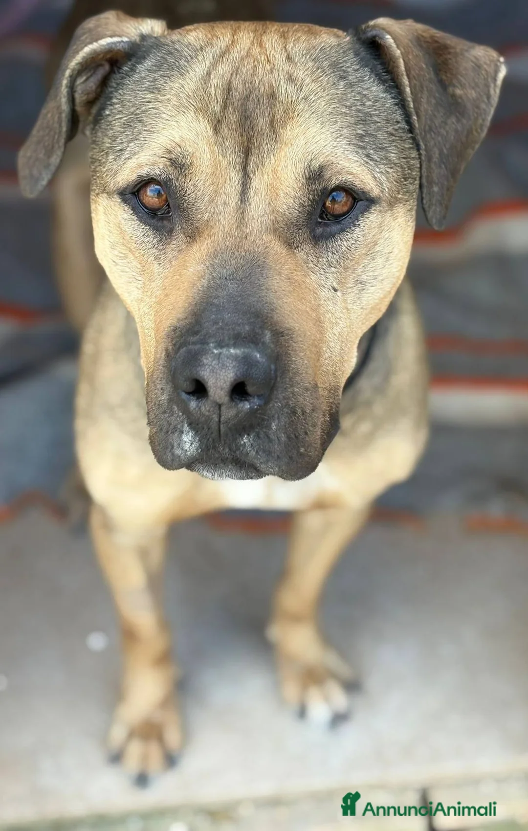 Meticcio cani in regalo: Bobby semplicemente fantastico a Città metropolitana di Milano - Annuncio 8