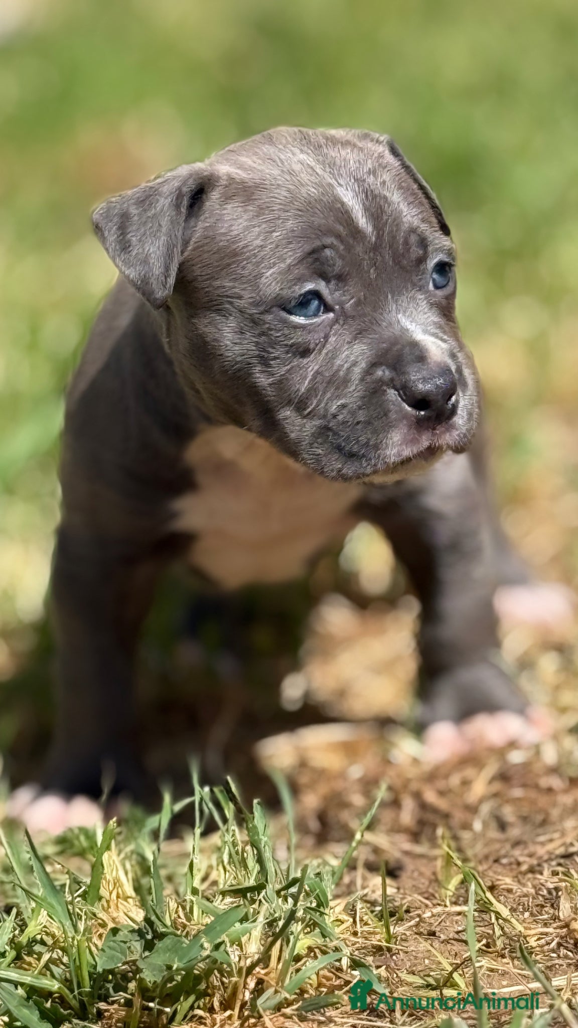 American Staffordshire cani Amstaff cuccioli Blu - Annuncio 2