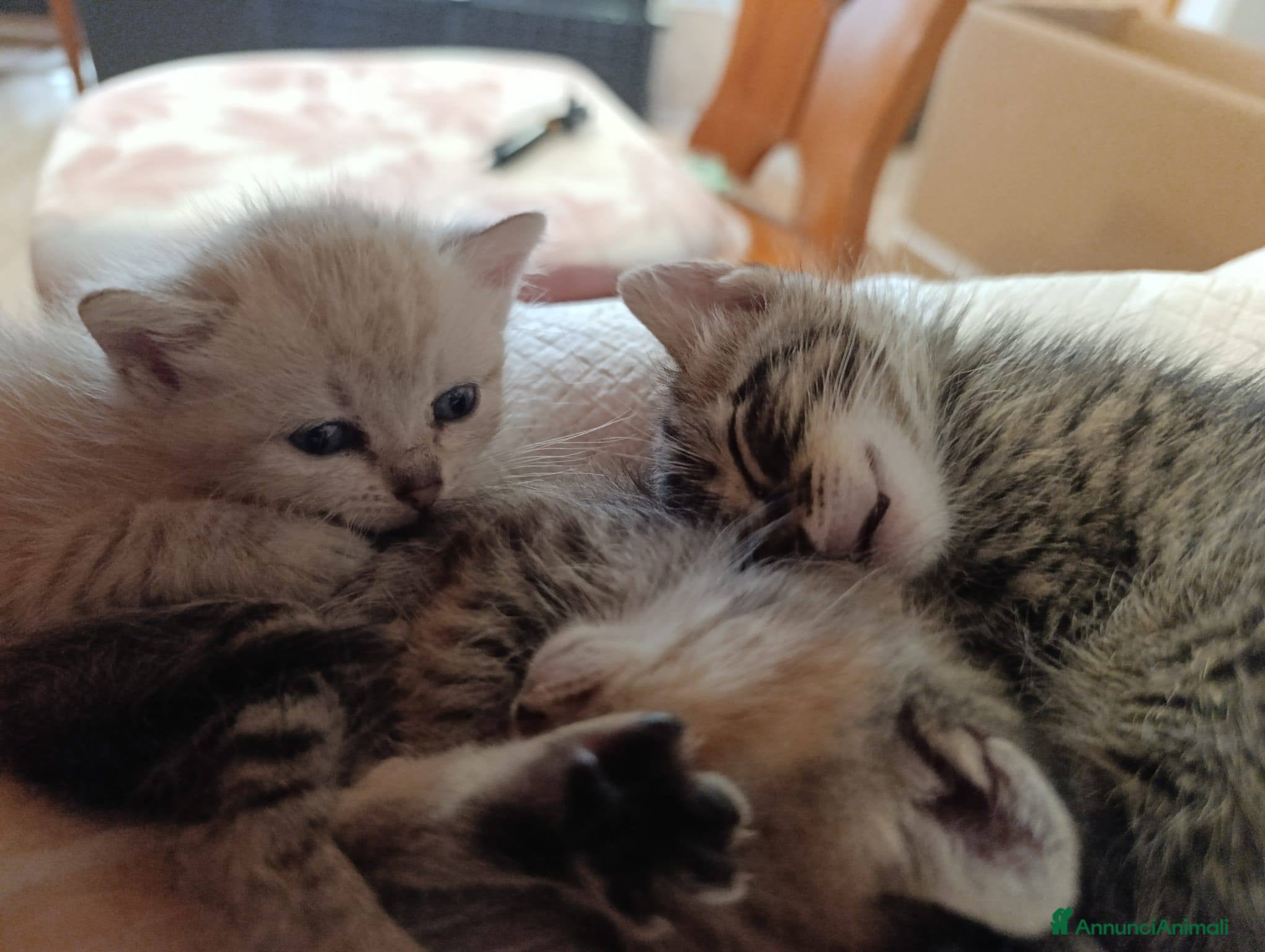 Europeo gatti in regalo: Tre gattini meravigliosi - Annuncio 3