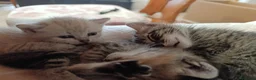 Europeo gatti in regalo: Tre gattini meravigliosi - Annuncio 1