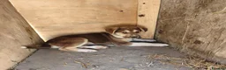 Meticcio cani in regalo: LEO cucciolo meraviglioso tg contenuta - Annuncio 3