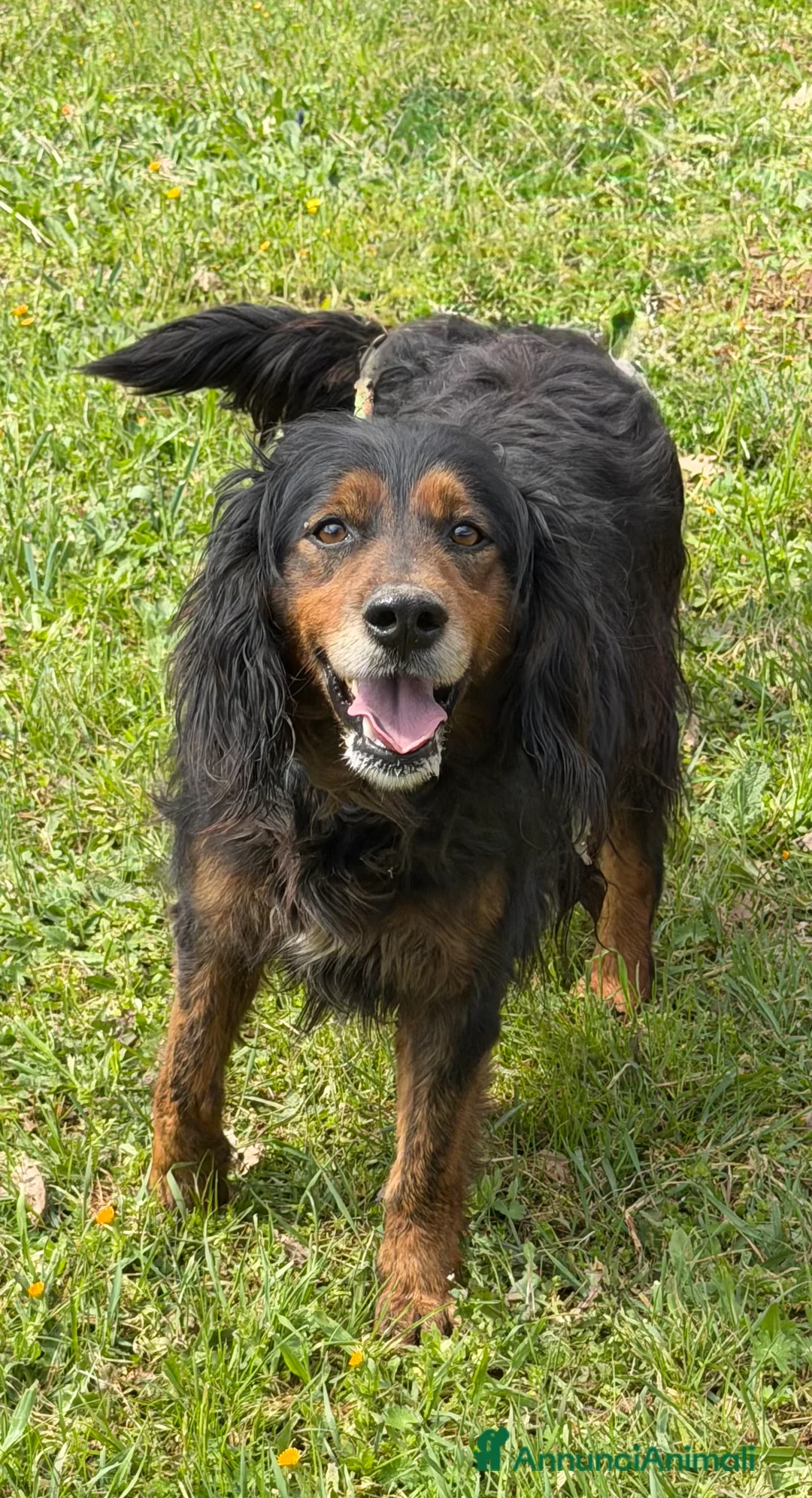 Meticcio cani in regalo: Ettore - Annuncio 2
