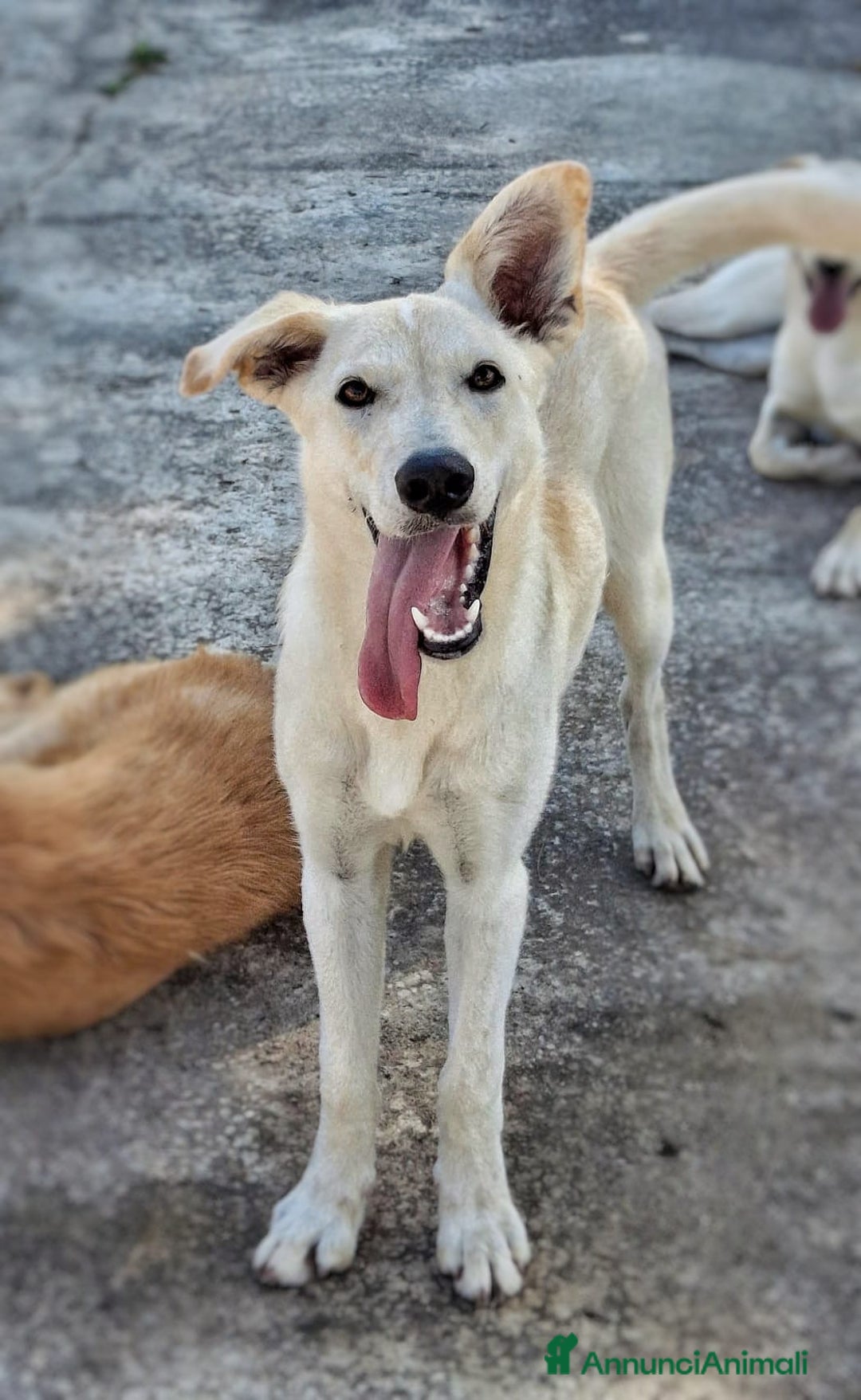 Meticcio cani in regalo: ERIS 🩷 - cucciola taglia media cerca una mamma 🆘 - Annuncio 5