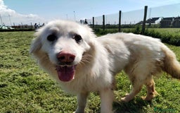 Pastore Maremmano cani in regalo: Urge casa per Nonnina Cleopatra  a Provincia di Latina - Immagine 3