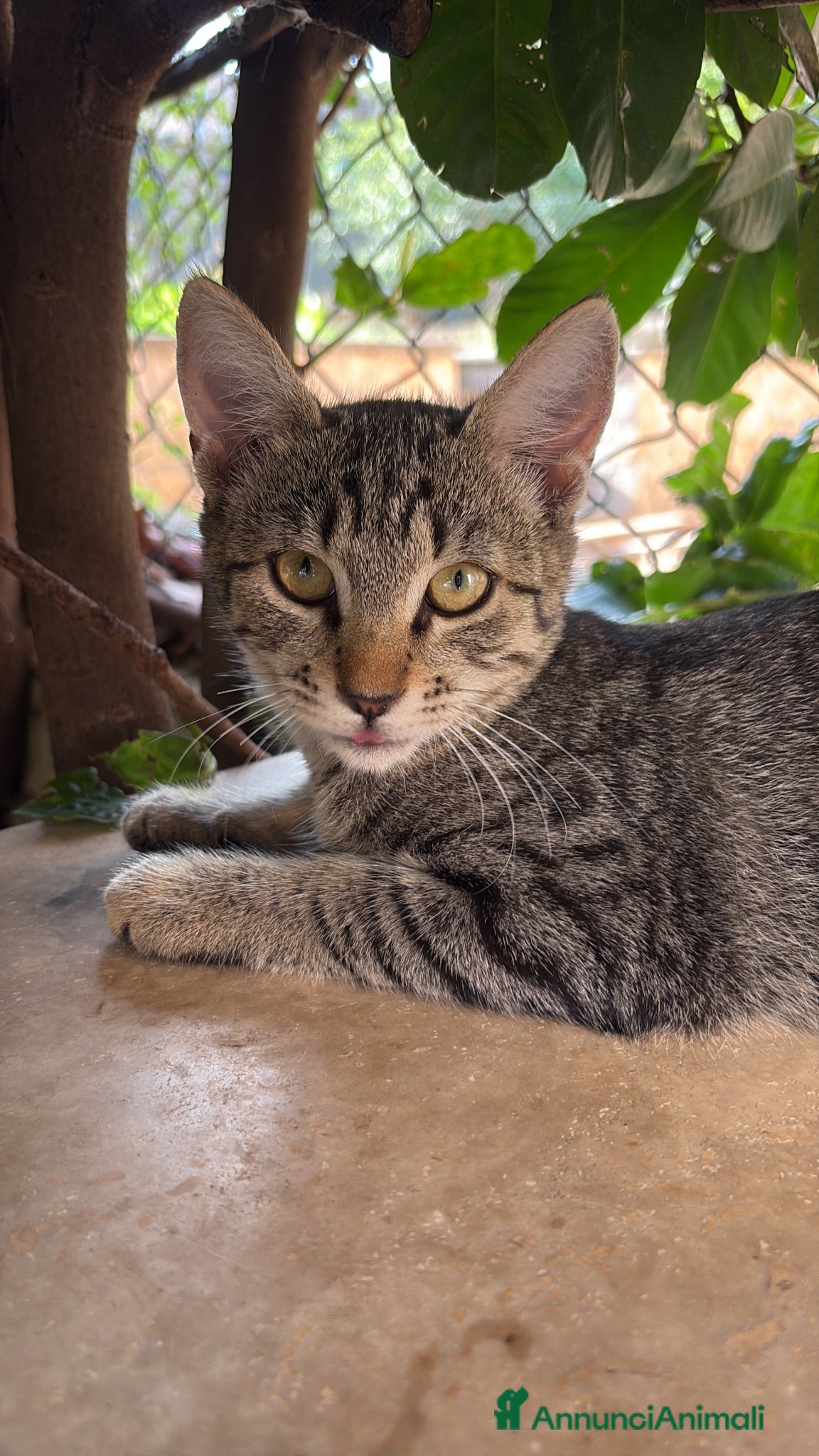 Meticcio gatti Gattine in regalo - Annuncio 6