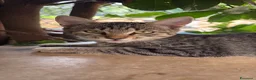 Meticcio gatti in regalo: Gattine in regalo - Annuncio 1