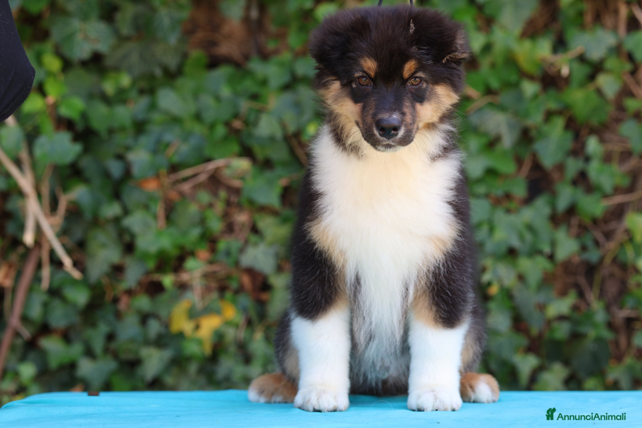 Australian Shepherd cani Cucciolo di Pastore australiano  - Annuncio 2