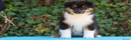 Australian Shepherd cani in vendita: Cucciolo di Pastore australiano  - Annuncio 2