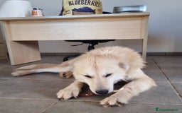 Meticcio cani in regalo: Patrick, il capolavoro! a Città Metropolitana di Bari - Immagine 9