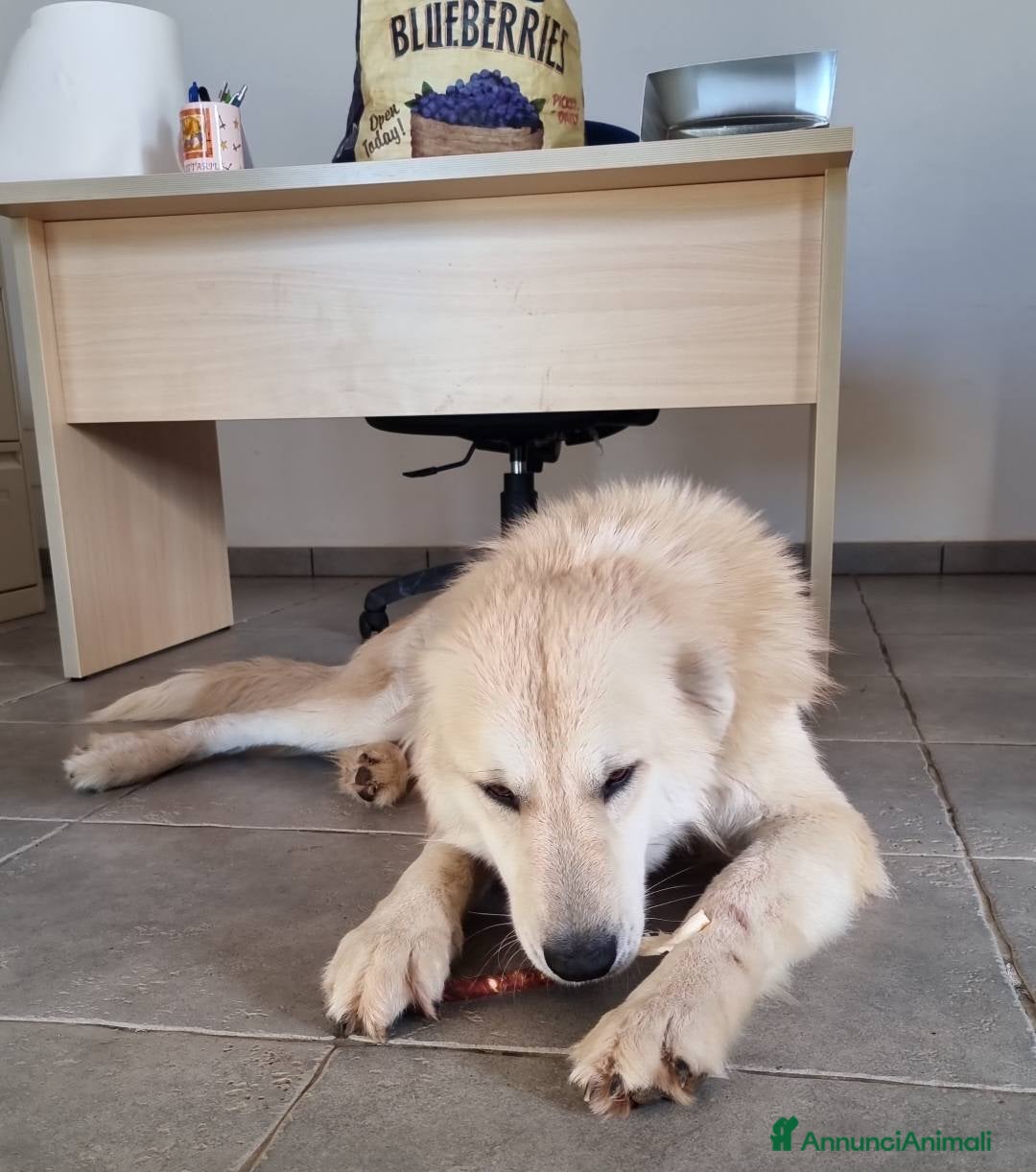 Meticcio cani in regalo: Patrick, il capolavoro! a Città Metropolitana di Bari - Immagine 9