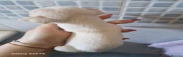 Chihuahua cani in vendita: Cuccioli di Chiwawa - Annuncio 12