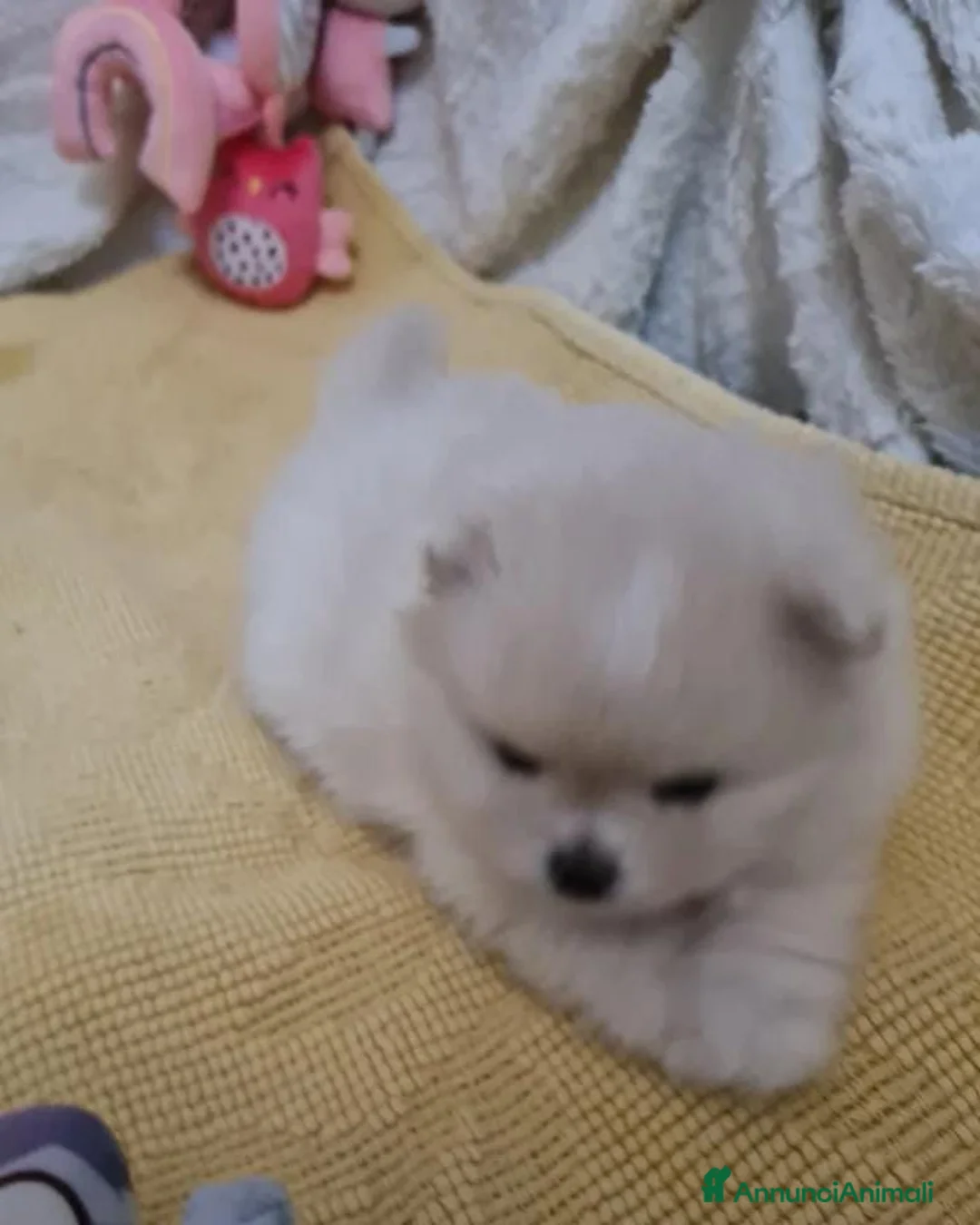 Volpino Pomerania cani in vendita: Adorabili cuccioli di Pomerania mini Teddy  - Annuncio 14
