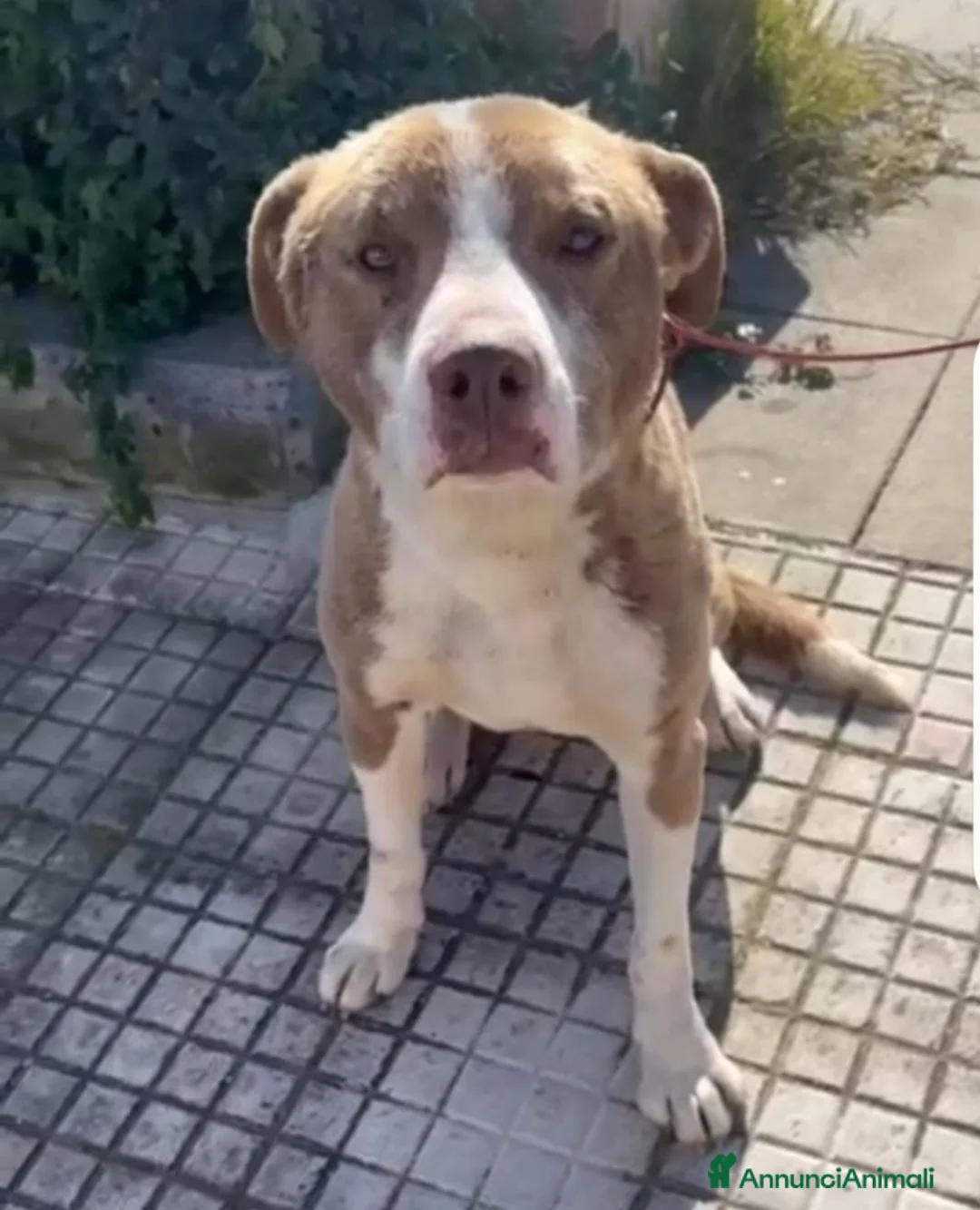 Meticcio cani in regalo: Simil Amstaff 12/15mesi trovato legato 1anno daSUD - Annuncio 2