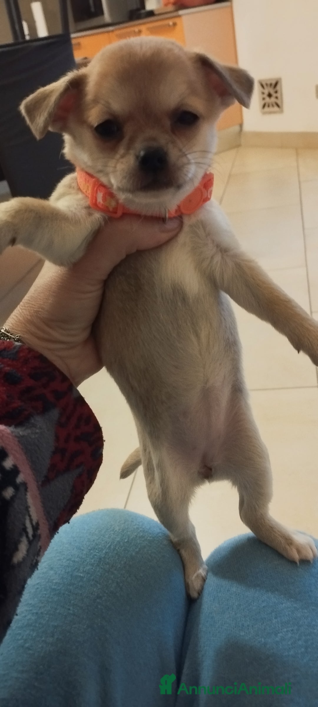 Meticcio cani in vendita: Cucciole  - Annuncio 3