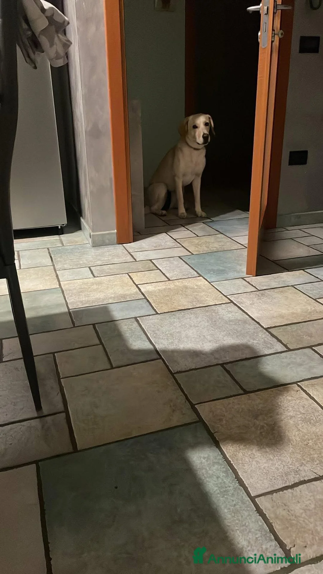 Meticcio cani in regalo: ❤️ CERCHIAMO UNA NUOVA FAMIGLIA PER ARIEL a Provincia di Modena - Annuncio 5