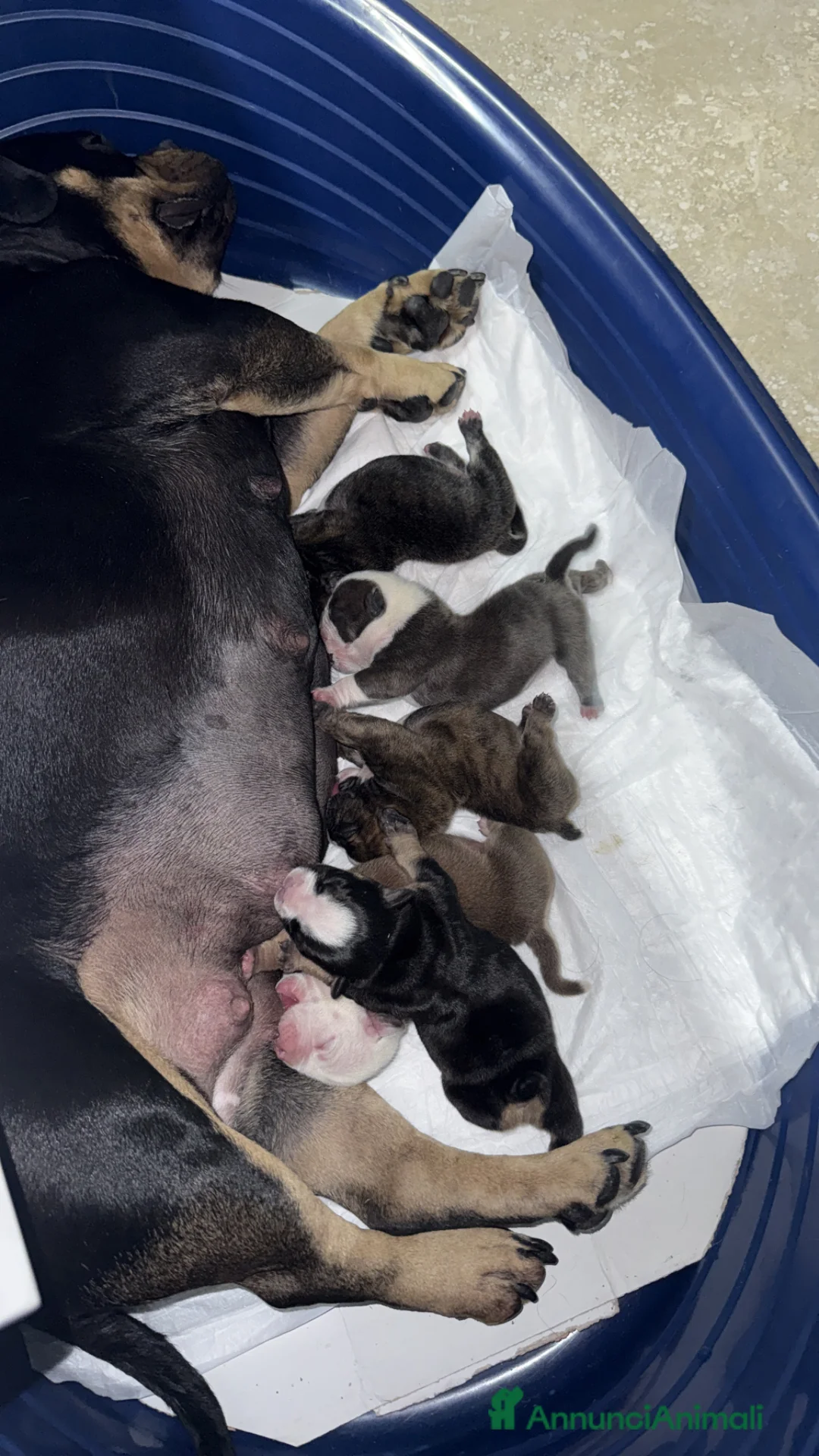 American Bully cani in vendita: Disponibili cuccioli americani Bully figli d arte - Annuncio 2