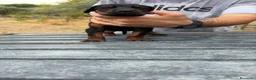 Dobermann cani in vendita: Dobermann cuccioli  a Città metropolitana di Reggio Calabria - Annuncio 4