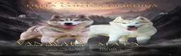 Husky cani in vendita: Siberian Husky a Provincia di Reggio Emilia - Annuncio 3