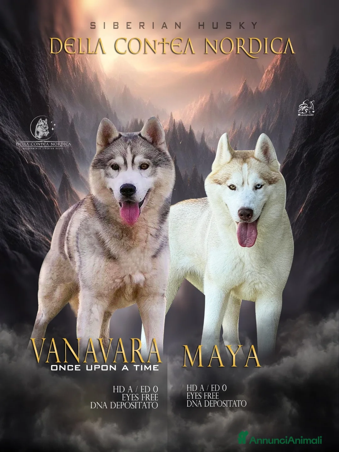 Husky cani in vendita: Siberian Husky a Provincia di Reggio Emilia - Annuncio 3