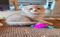 Scottish gatti in vendita: Cuccioli scottish fold e straight  a Provincia di Vicenza - Immagine 8