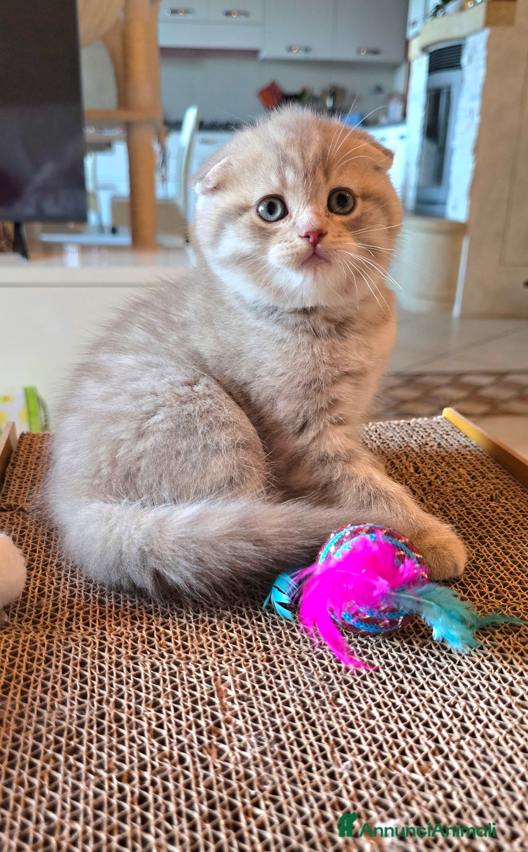 Scottish gatti in vendita: Cuccioli scottish fold e straight  a Provincia di Vicenza - Immagine 8