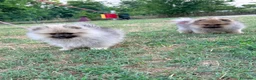 Spitz cani in vendita: Spitz tedesco nano a Provincia di Ancona - Annuncio 9