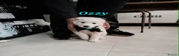 Meticcio cani in regalo: Ozzy aspetta una bella famiglia  - Annuncio 2