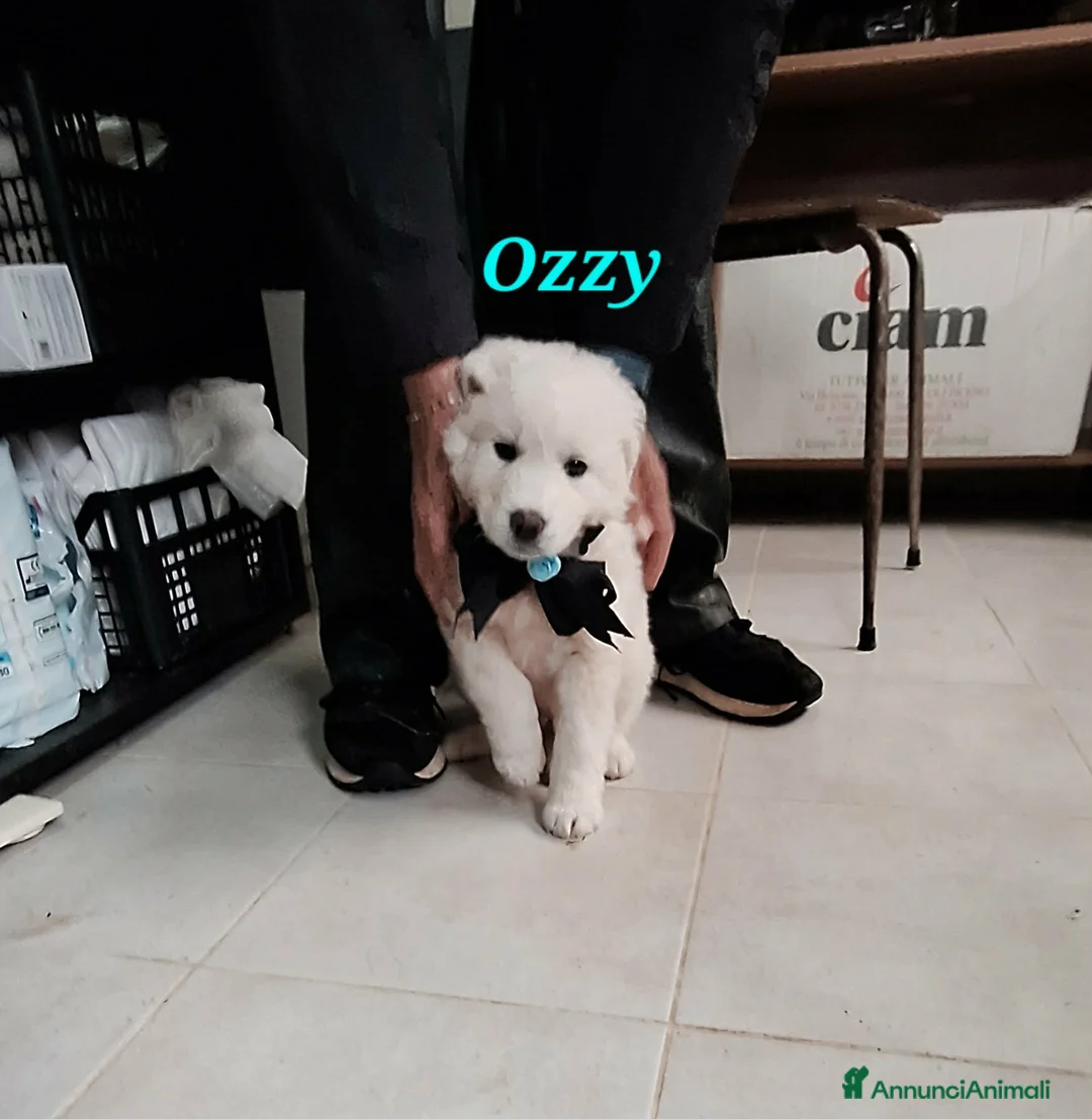 Meticcio cani in regalo: Ozzy aspetta una bella famiglia  - Annuncio 2