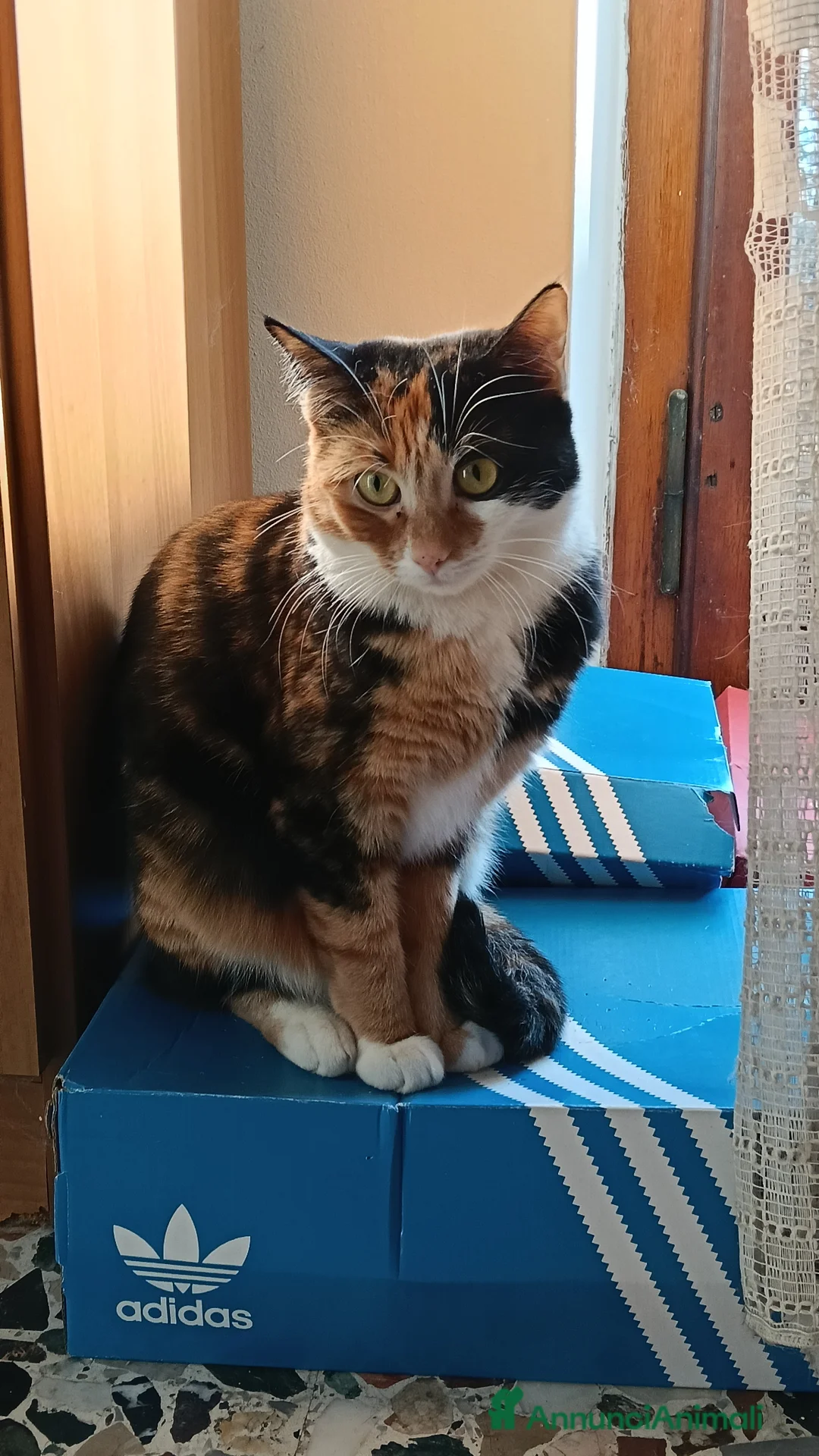 Meticcio gatti in vendita: gatta europea (meticcia) tricolore a pelo corto a Provincia di Asti - Annuncio 2