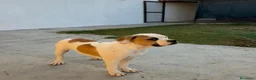 Bulldog cani in vendita: Cucciolo American bulldog  - Annuncio 9