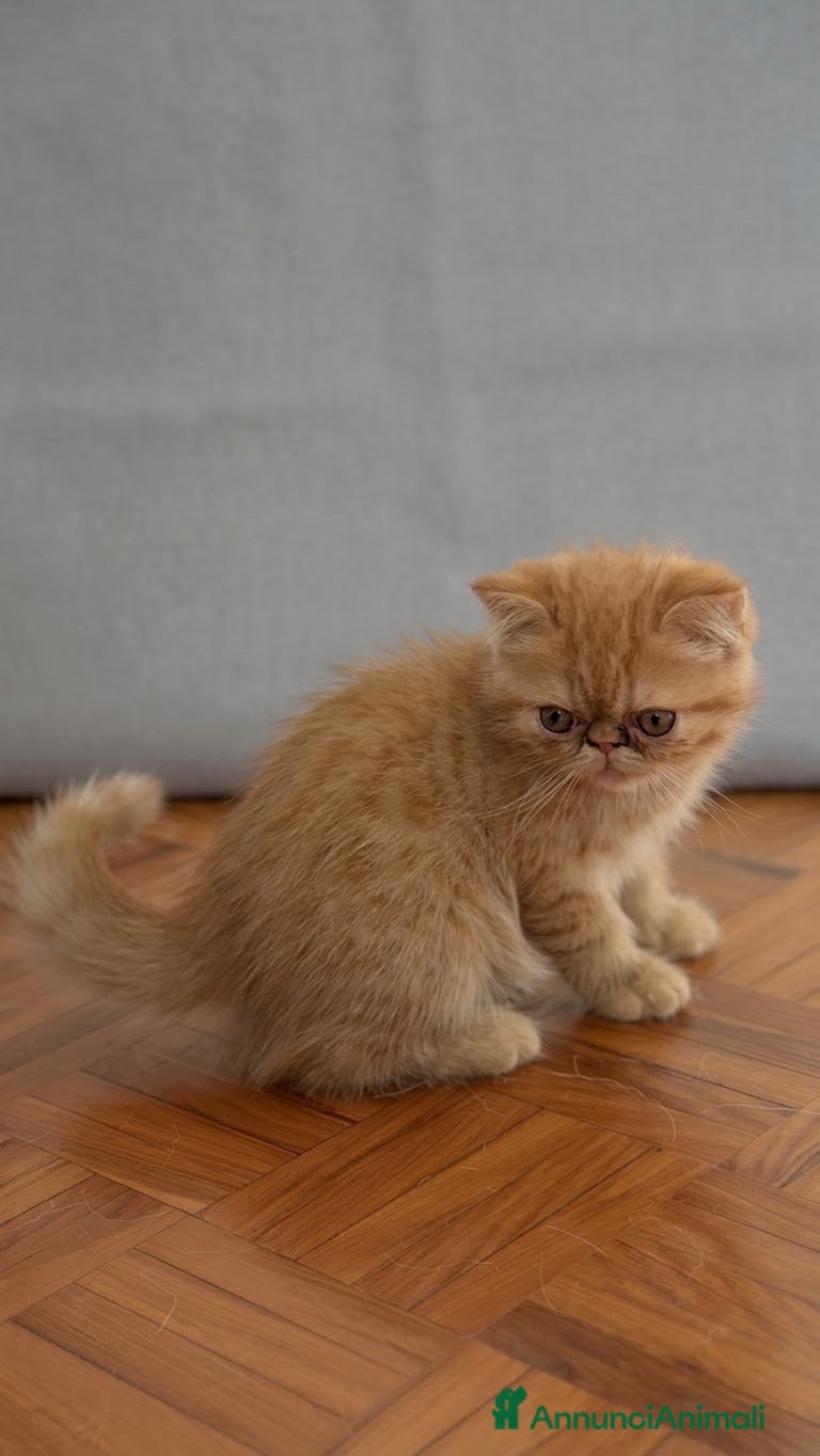 Exotic Shorthair gatti Maschio red tabby - Annuncio 29