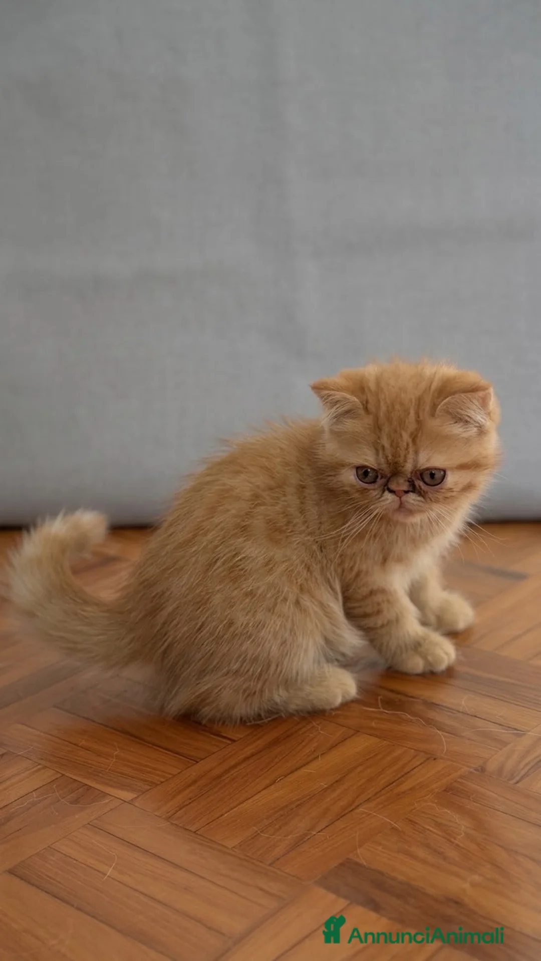 Exotic Shorthair gatti in vendita: Maschio red tabby - Annuncio 1