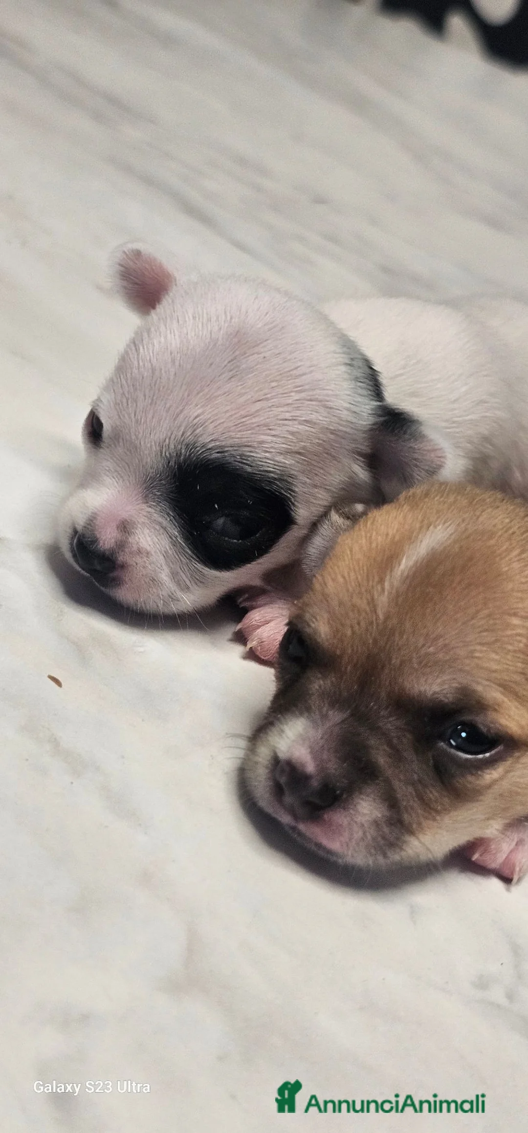 Chihuahua cani in vendita: Cuccioli di Chihuahua  - Annuncio 9