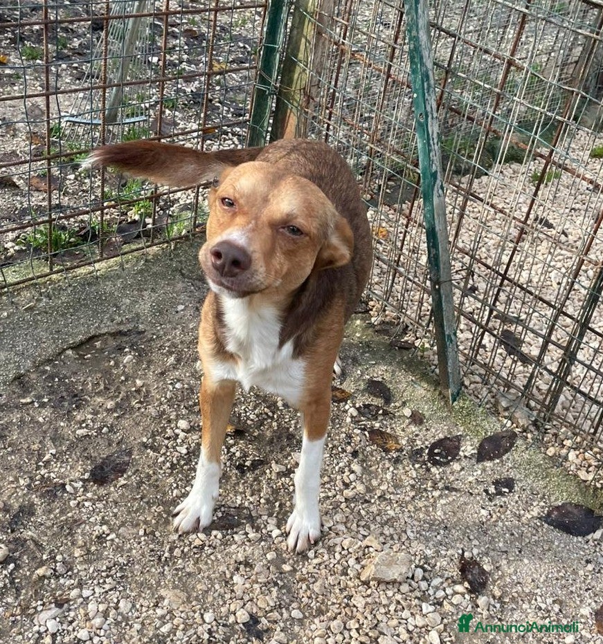 Meticcio cani 8 KILI DI DOLCEZZA - Annuncio 32