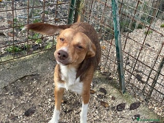 Meticcio cani 8 KILI DI DOLCEZZA - Annuncio 12