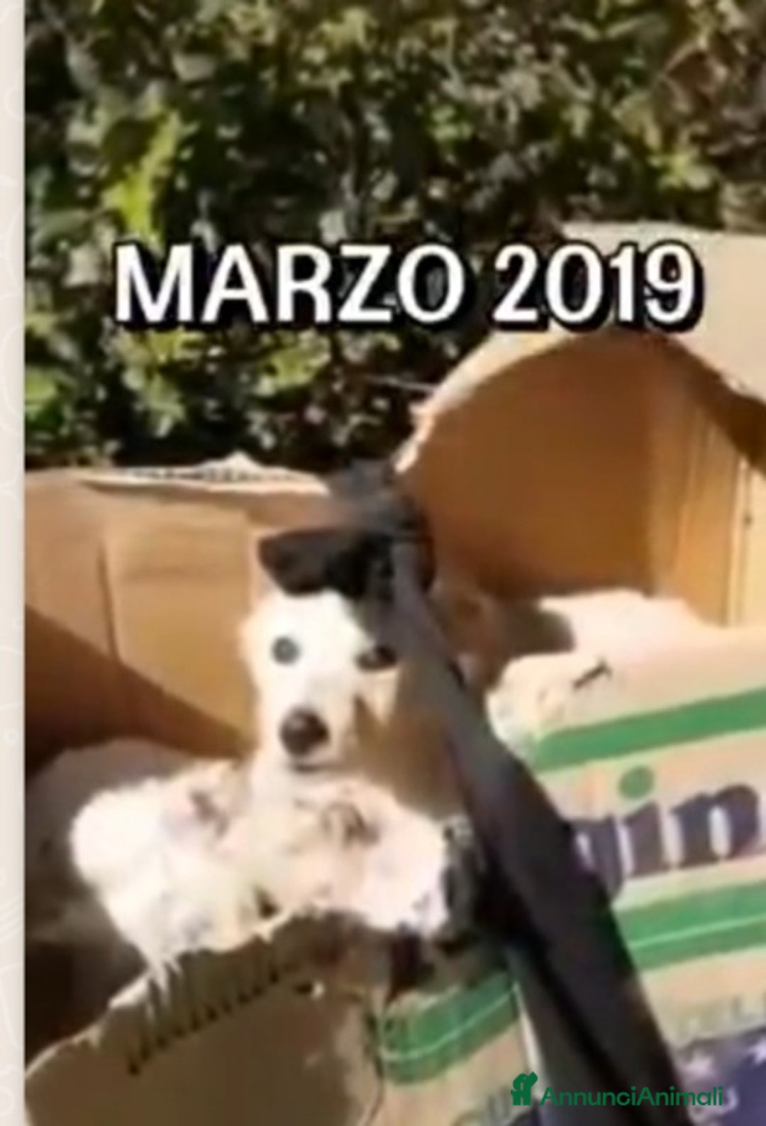 Meticcio cani in regalo: Mix Gokden 6anni ENTRATO A 3MESI IN CANILE!CALABRI - Annuncio 8