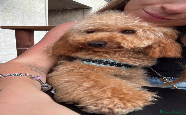 Barboncino cani a Provincia di Savona - Annuncio 7