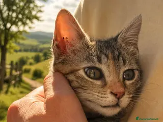 Meticcio gatti Piccola tigratina, circa 2 mesi - Annuncio 1